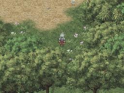 Bois Vivants