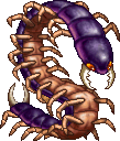 Scolopendre