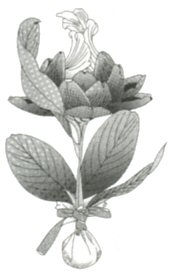 FF IV — Objet whisperweed art