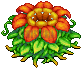 Rafflesia